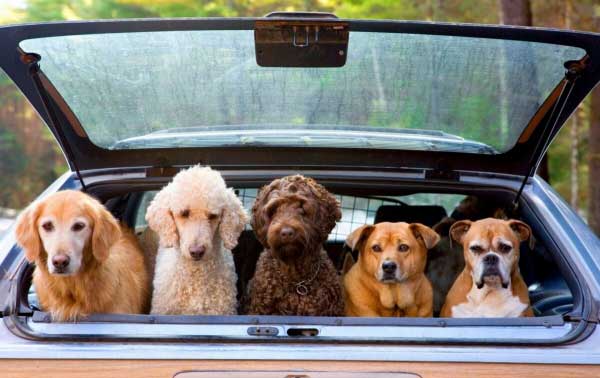Fund Raising for The Cat House Rescue Vehicle