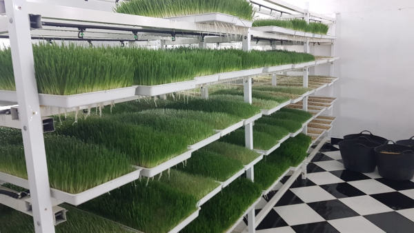 Project is to produce hydroponic barley